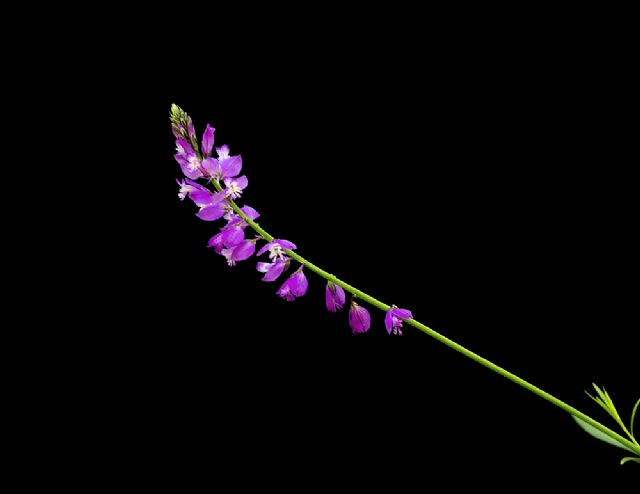 Da determinare:  Polygala sp.